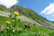 55 Genziana maggiore (Gentiana lutea) con Cima Cadelle